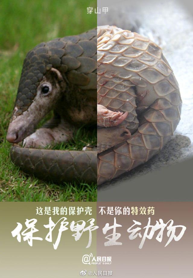 今天，是世界动物日