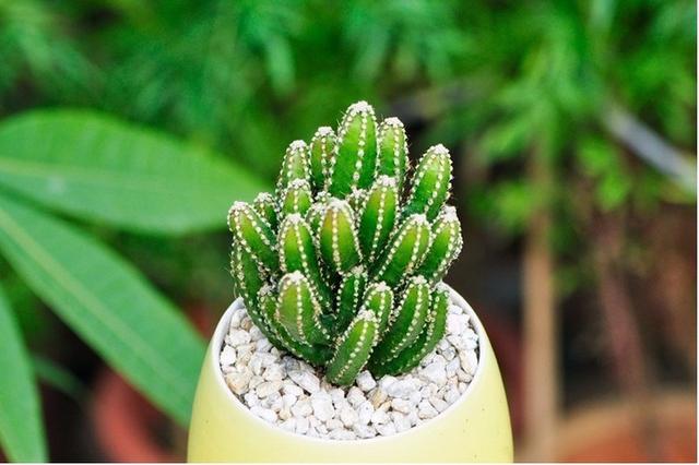 观叶植物