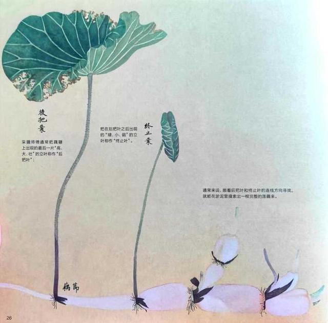 如何给孩子挑选接地气又唯美的植物绘本？教你实用三招