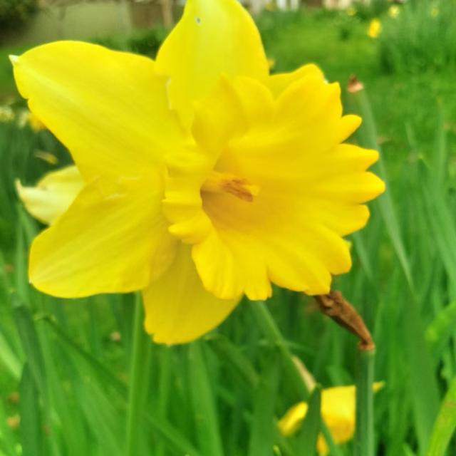 九月新西兰的水仙花迎春盛开 Zh中文网