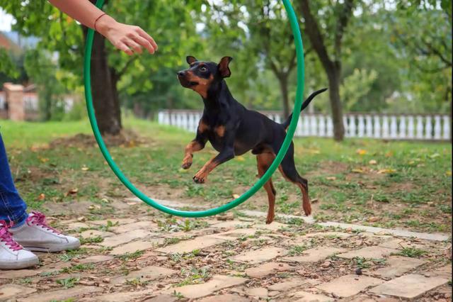 迷你杜宾犬