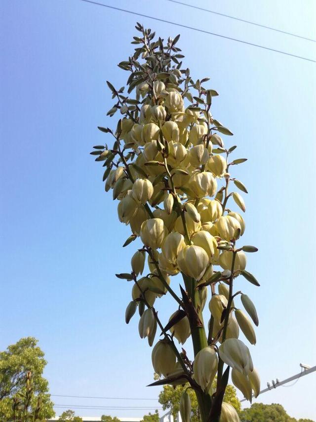 花卉图片大全