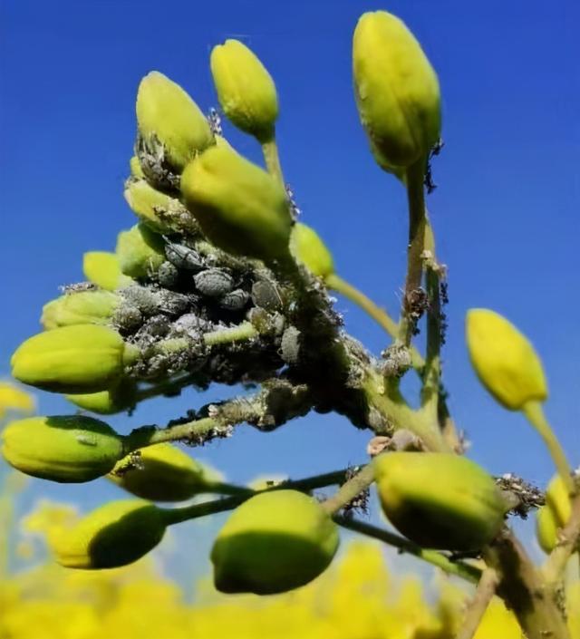 油菜花抗性蚜虫危害严重却无计可施？可试下双丙环虫酯，效果好