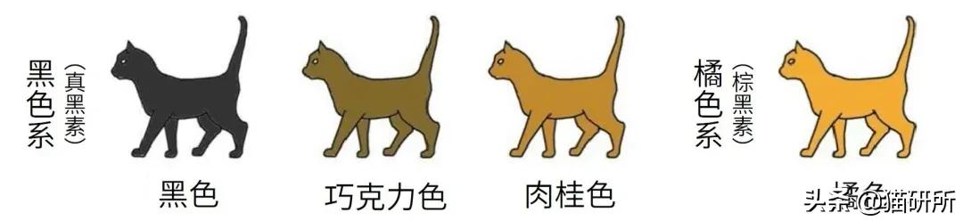 猫色