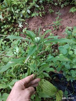 白术规范化种植技术1