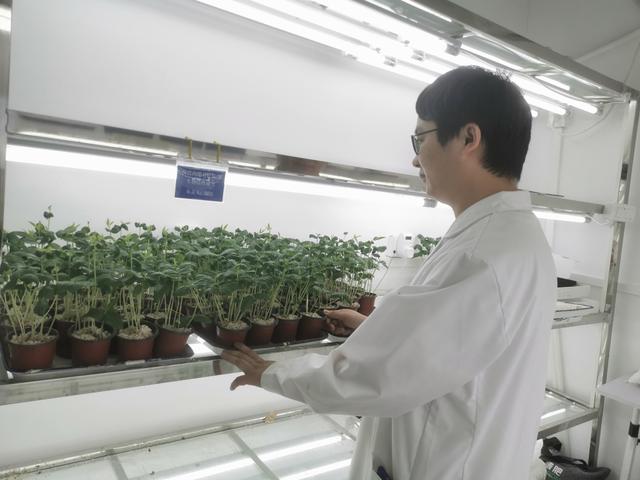 西南大学从中药植物茵陈蒿中发现一种新物质 杀螨能力高达90%左右2