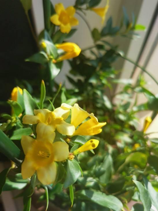 法国香水花