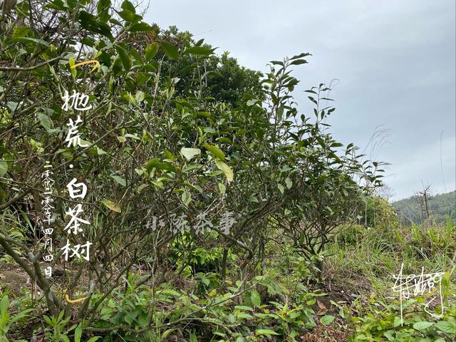 立夏洗砂机