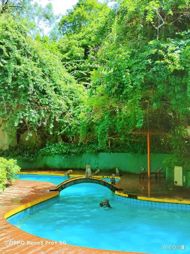 南湾猴岛好玩吗（南湾猴岛值得去吗）