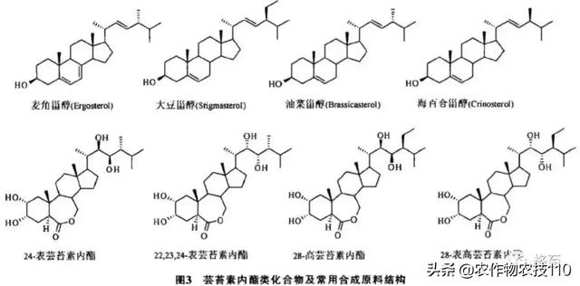 芸苔素的前世今生,您对芸苔素了解多少？3