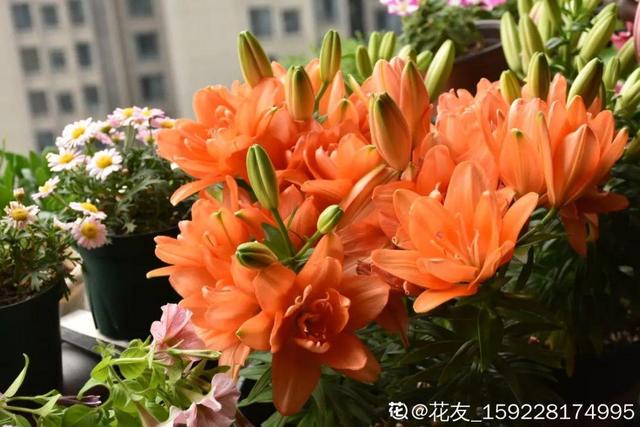夏天的花 夏天的花（夏天的花怎么画） 生活