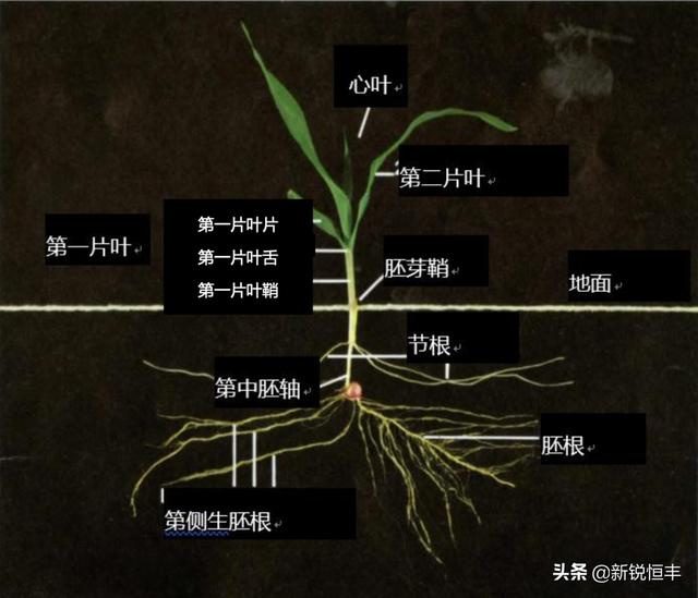 用烟嘧磺隆玉米除草剂之前，先花5分钟看看这6