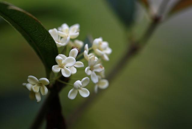 描写桂花的诗句有哪些（十首咏桂花的古诗词）
