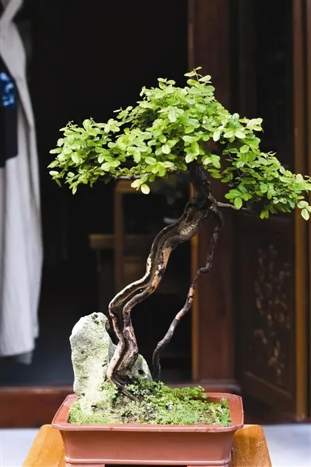 雀梅盆景 雀梅盆景（雀梅盆景修剪视频） 生活
