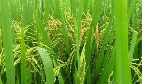 种植分享：水稻主要病虫害防治技术，一起来学学吧4