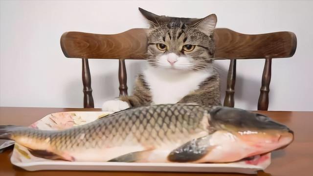 猫咪爱吃鱼它们会被鱼刺卡到吗