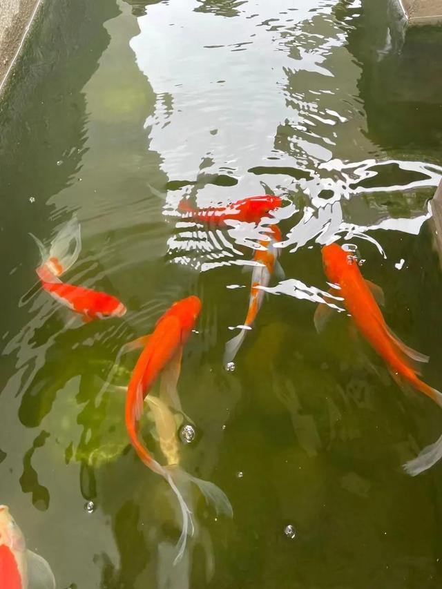 如何去除口中残留的大蒜和洋葱味？