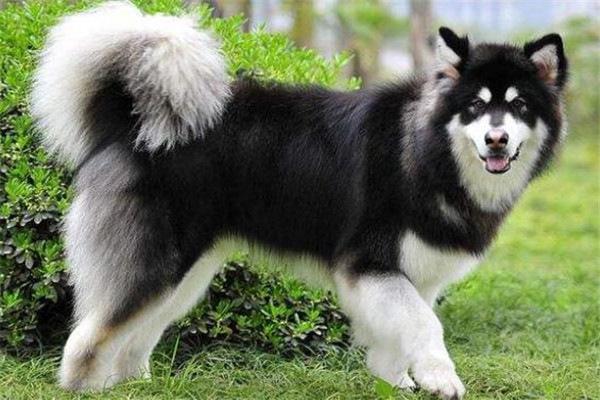 世界十大名犬排名