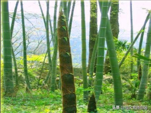 一望无际什么意思