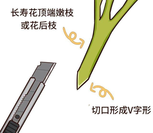 长寿花养殖方法