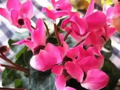 50种浪漫鲜花花语大全