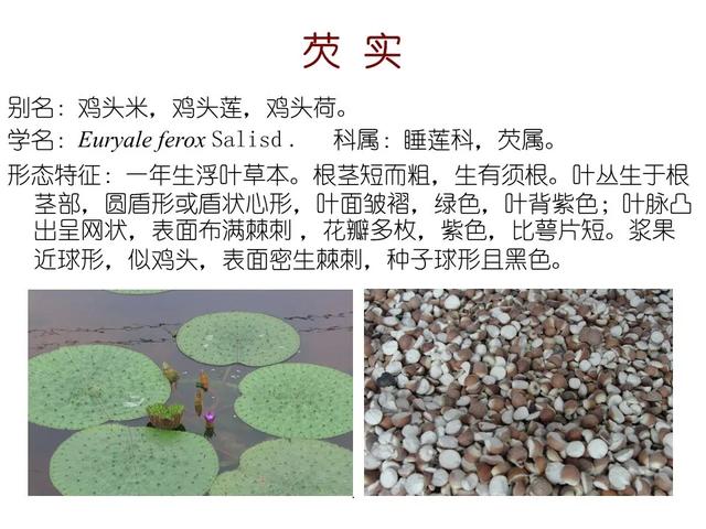 水生植物种类 水生植物种类（水生植物100种） 生活