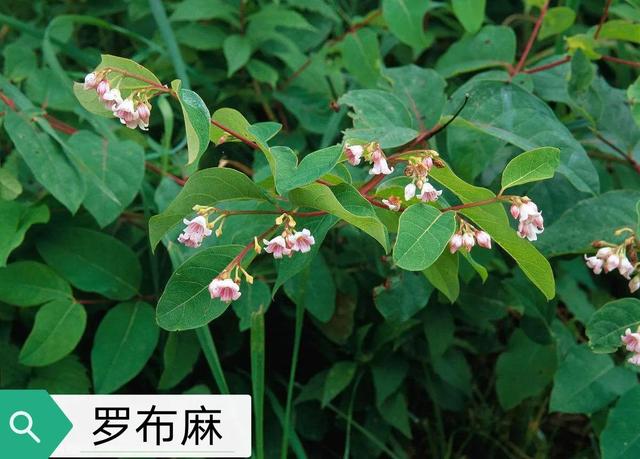 中药古今研究：罗布麻叶