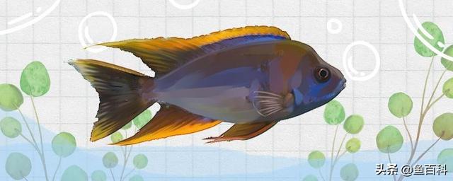 马鲷鱼（斑马鲷鱼） 动物