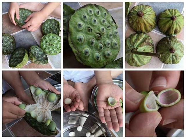 如何给孩子挑选接地气又唯美的植物绘本？教你实用三招