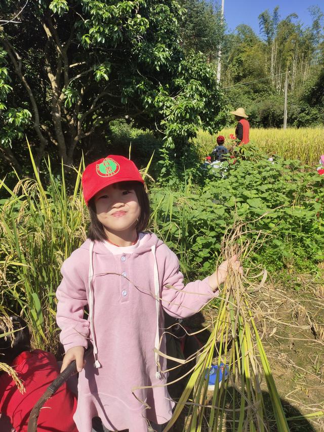 幼儿园的割水稻能手