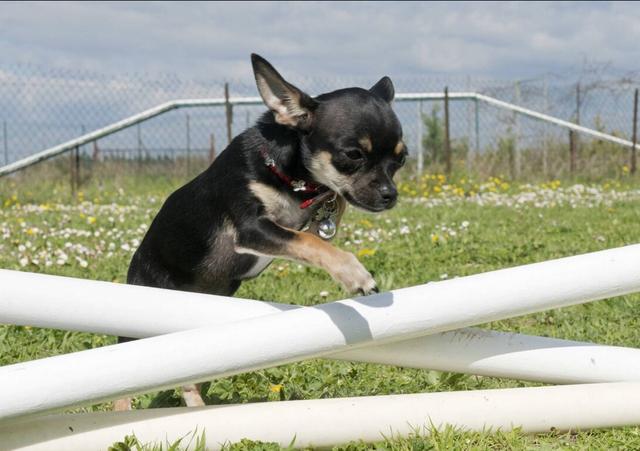 蝴蝶犬能长多大