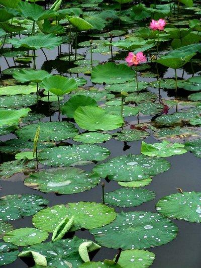 山药蛋派