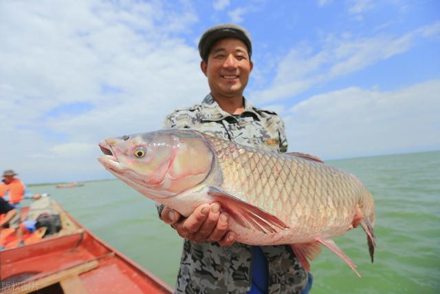 脆肉鲩是什么鱼？