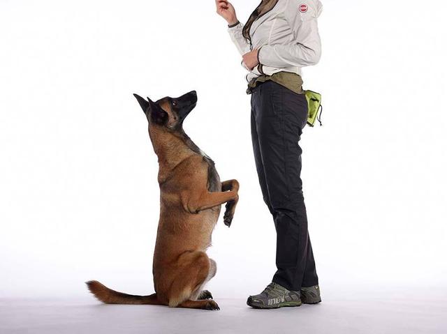 狗狗怎么训练击掌(狗狗的基本训练手势)-艾拉养犬