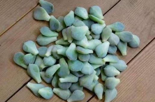 多肉繁殖 多肉繁殖，多肉繁殖叶插 生活