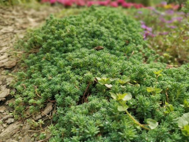 多年生草本植物