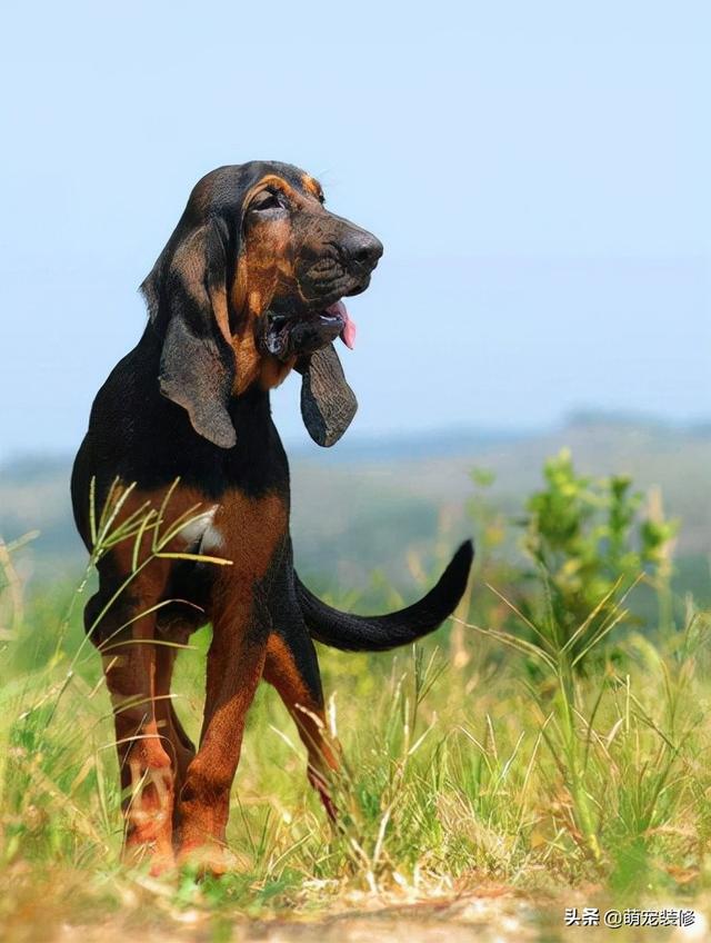 博洛尼亚犬