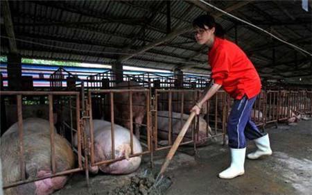 跨界思维 很多时候猪场没栽在猪价上 却有可能输给一双雨鞋 新闻红