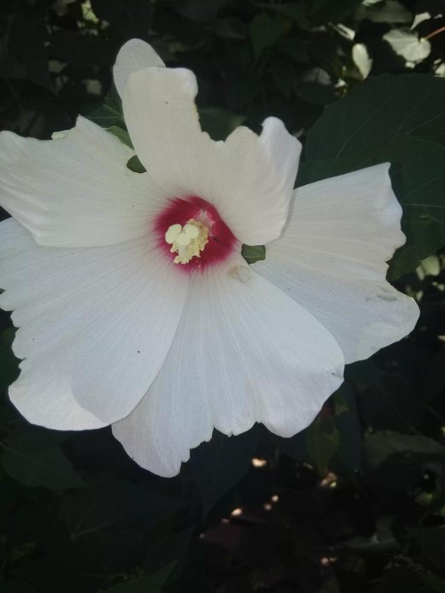 人体是由哪些物质组成的