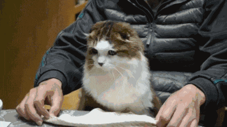 猫的寿命最长能活多少年（猫咪平均寿命只有13~15岁）