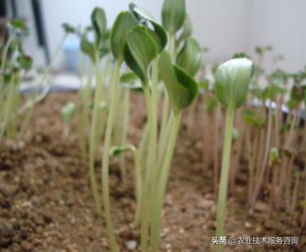 农作物喷洒植物生长调节剂有以下好处1