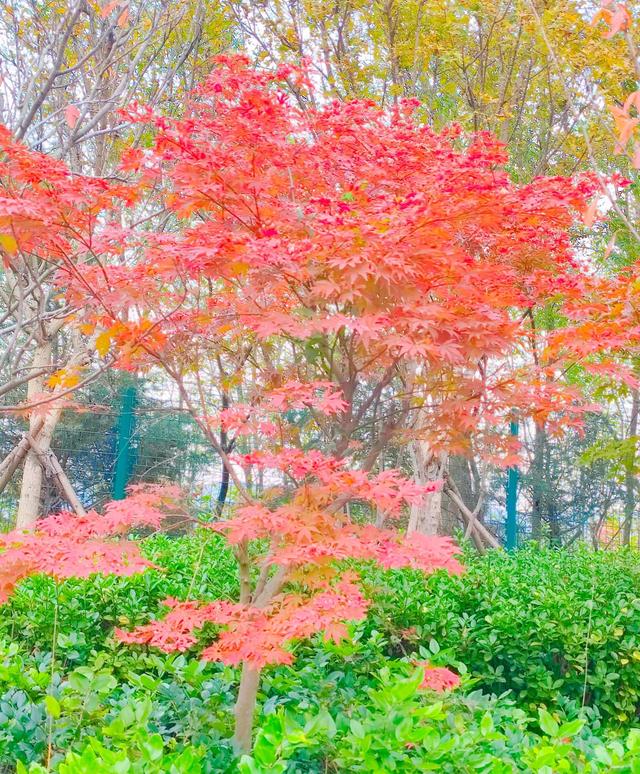 优美散文诗短篇（一片最美的叶子）