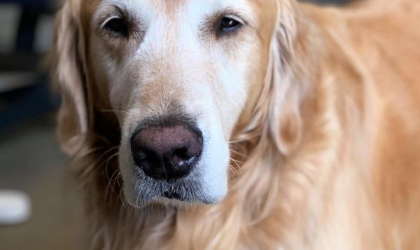 犬瘟热病 犬瘟热病（犬瘟热病犬的趾部脚垫皮肤变化是） 动物