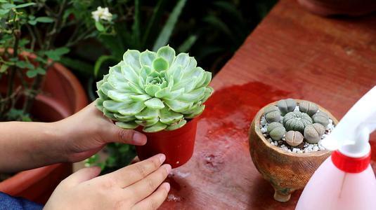 多肉植物种植