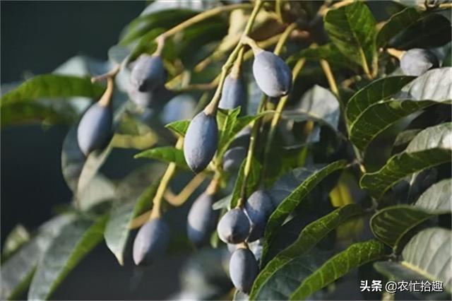 乌榄 乌榄（乌榄炭） 生活