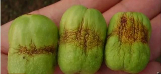 枣粘虫 枣粘虫「枣粘虫图片」 生活