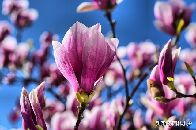 玉兰花什么时候开 玉兰花什么时候开（玉兰花一年开几次花） 生活