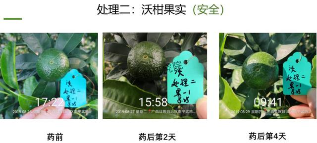 阿维菌素+氟啶胺，杀菌杀螨两不误！在柑橘嫩梢、果实上都能用11