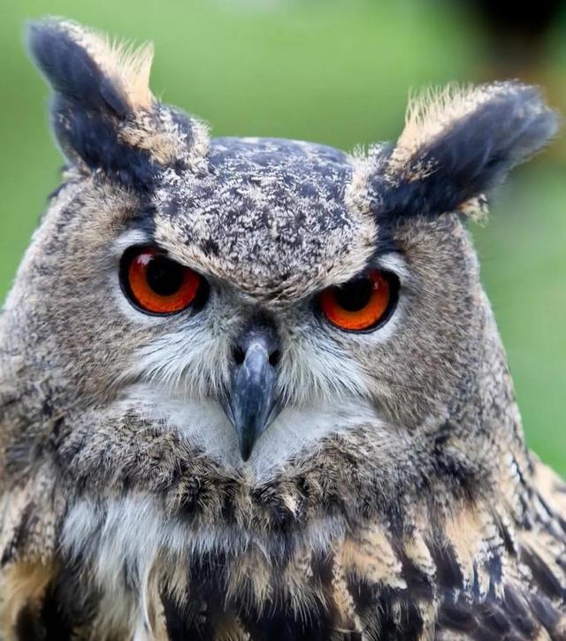 报丧鸟的叫声(报丧鸟图片)_手工miao