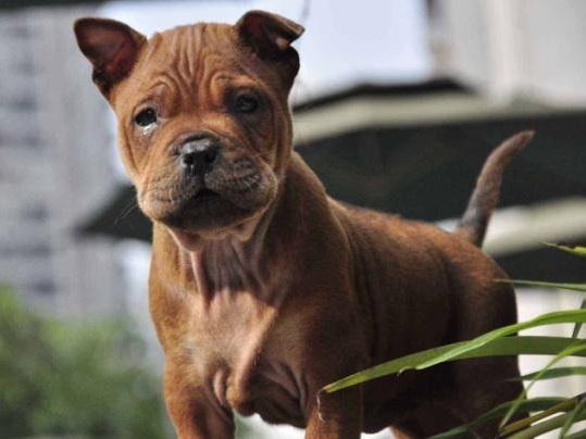 重庆犬 重庆犬（重庆全屋定制工厂） 动物